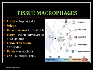 TISSUE MACROPHAGES
 LIVER – Kupffer cells
 Spleen
 Bone marrow- Littoral cells
 Lungs – Pulmonary alveolar
macrophages
 Connective tissue –
histiocytes
 Bones – osteoclasts
 CNS – Microglial cells.
Saturday, June 16, 2018
 