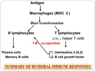 Antigen
Macrophages (MHC Ⅱ)
Blast transformation
B lymphocytes T lymphocytes
(CD4 ) helper T cells
T-B co-operation
Plasma cells 1. interleukins 2 (IL2)
Memory B cells 2. B cell growth factor
 