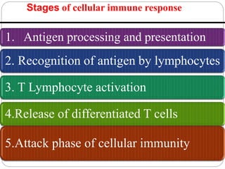 1. Antigen processing and presentation
2. Recognition of antigen by lymphocytes
3. T Lymphocyte activation
4.Release of differentiated T cells
5.Attack phase of cellular immunity
Stages of cellular immune response
 