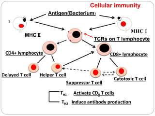 Antigen(Bacterium)
MHCⅡ
MHCⅠ
TCRs on T lymphocyte
CD4+ lymphocyte CD8+ lymphocyte
Delayed T cell Helper T cell
TH1 Activate CD8 T cells
TH2 Induce antibody production
Suppressor T cell
Cytotoxic T cell
Cellular immunity
1
 