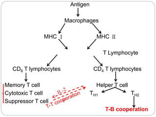 Antigen
Macrophages
MHC Ⅰ MHC Ⅱ
T Lymphocyte
CD8 T lymphocytes CD4 T lymphocytes
Memory T cell Helper T cell
Cytotoxic T cell TH1 TH2
Suppressor T cell
T-B cooperation
 