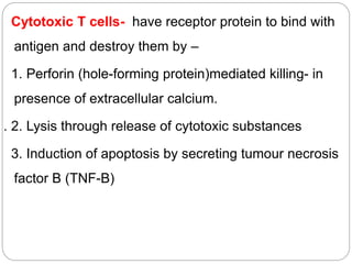 Cytotoxic T cells- have receptor protein to bind with
antigen and destroy them by –
1. Perforin (hole-forming protein)mediated killing- in
presence of extracellular calcium.
. 2. Lysis through release of cytotoxic substances
3. Induction of apoptosis by secreting tumour necrosis
factor B (TNF-B)
 