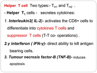 Helper T cell Two types:- TH1 and TH2 .
- Helper T1 cells - secretes cytokines:
1. Interleukin2( IL-2)- activates the CD8+ cells to
differentiate into cytokines T cells and
suppressor T cells (T-T co- operations) .
2.γ interferon ( IFN-γ)- direct ability to kill antigen
bearing cells.
3. Tumour necrosis factor-B (TNF-B)- induces
apoptosis
 