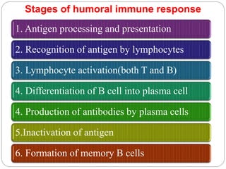 Stages of humoral immune response
1. Antigen processing and presentation
2. Recognition of antigen by lymphocytes
3. Lymphocyte activation(both T and B)
4. Differentiation of B cell into plasma cell
4. Production of antibodies by plasma cells
5.Inactivation of antigen
6. Formation of memory B cells
 