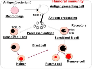 v
Antigen(bacterium)
Macrophage MHCⅡ
Antigen presenting cell
Antigen processing
TCR
Sensitized T cell
Processed antigen Slgs
mlgs
Sensitized B cell
Receptors
Blast cell
Helper Plasma cell
Memory cell
Humoral immunity
 