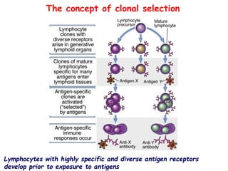 Lymphocytes with highly specific and diverse antigen receptors
develop prior to exposure to antigens
The concept of clonal selection
 