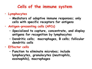 Cells of the immune system
• Lymphocytes
– Mediators of adaptive immune responses; only
cells with specific receptors for antigens
• Antigen-presenting cells (APCs)
– Specialized to capture, concentrate, and display
antigens for recognition by lymphocytes
– Dendritic cells; macrophages, B cells; follicular
dendritic cells
• Effector cells
– Function to eliminate microbes; include
lymphocytes, granulocytes (neutrophils,
eosinophils), macrophages
 