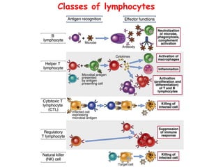 Classes of lymphocytes
 
