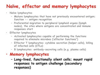 • Naïve lymphocytes
– Mature lymphocytes that have not previously encountered antigen;
function -- antigen recognition
– Preferential migration to peripheral lymphoid organs (lymph
nodes), the sites where antigens are concentrated and immune
responses start
• Effector lymphocytes
– Activated lymphocytes capable of performing the functions
required to eliminate microbes (‘effector functions”)
– Effector T lymphocytes: cytokine secretion (helper cells), killing
of infected cells (CTLs)
– B lymphocytes: antibody-secreting cells (e.g. plasma cells)
• Memory lymphocytes
– Long-lived, functionally silent cells; mount rapid
responses to antigen challenge (secondary
responses)
Naïve, effector and memory lymphocytes
 