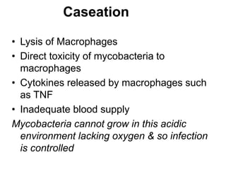 Caseation
• Lysis of Macrophages
• Direct toxicity of mycobacteria to
macrophages
• Cytokines released by macrophages such
as TNF
• Inadequate blood supply
Mycobacteria cannot grow in this acidic
environment lacking oxygen & so infection
is controlled
 