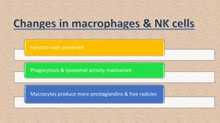 Function well preserved
Phagocytosis & lysosomal activity maintained
Macrocytes produce more prostaglandins & free radicles
 