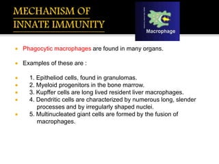  Phagocytic macrophages are found in many organs.
 Examples of these are :
 1. Epitheliod cells, found in granulomas.
 2. Myeloid progenitors in the bone marrow.
 3. Kupffer cells are long lived resident liver macrophages.
 4. Dendritic cells are characterized by numerous long, slender
processes and by irregularly shaped nuclei.
 5. Multinucleated giant cells are formed by the fusion of
macrophages.
 