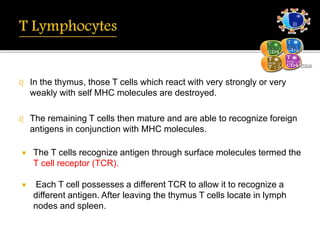  In the thymus, those T cells which react with very strongly or very
weakly with self MHC molecules are destroyed.
 The remaining T cells then mature and are able to recognize foreign
antigens in conjunction with MHC molecules.
 The T cells recognize antigen through surface molecules termed the
T cell receptor (TCR).
 Each T cell possesses a different TCR to allow it to recognize a
different antigen. After leaving the thymus T cells locate in lymph
nodes and spleen.
 