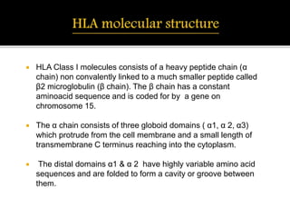  HLA Class I molecules consists of a heavy peptide chain (α
chain) non convalently linked to a much smaller peptide called
β2 microglobulin (β chain). The β chain has a constant
aminoacid sequence and is coded for by a gene on
chromosome 15.
 The α chain consists of three globoid domains ( α1, α 2, α3)
which protrude from the cell membrane and a small length of
transmembrane C terminus reaching into the cytoplasm.
 The distal domains α1 & α 2 have highly variable amino acid
sequences and are folded to form a cavity or groove between
them.
 