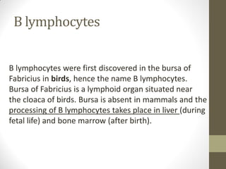 B lymphocytes
B lymphocytes were first discovered in the bursa of
Fabricius in birds, hence the name B lymphocytes.
Bursa of Fabricius is a lymphoid organ situated near
the cloaca of birds. Bursa is absent in mammals and the
processing of B lymphocytes takes place in liver (during
fetal life) and bone marrow (after birth).
 