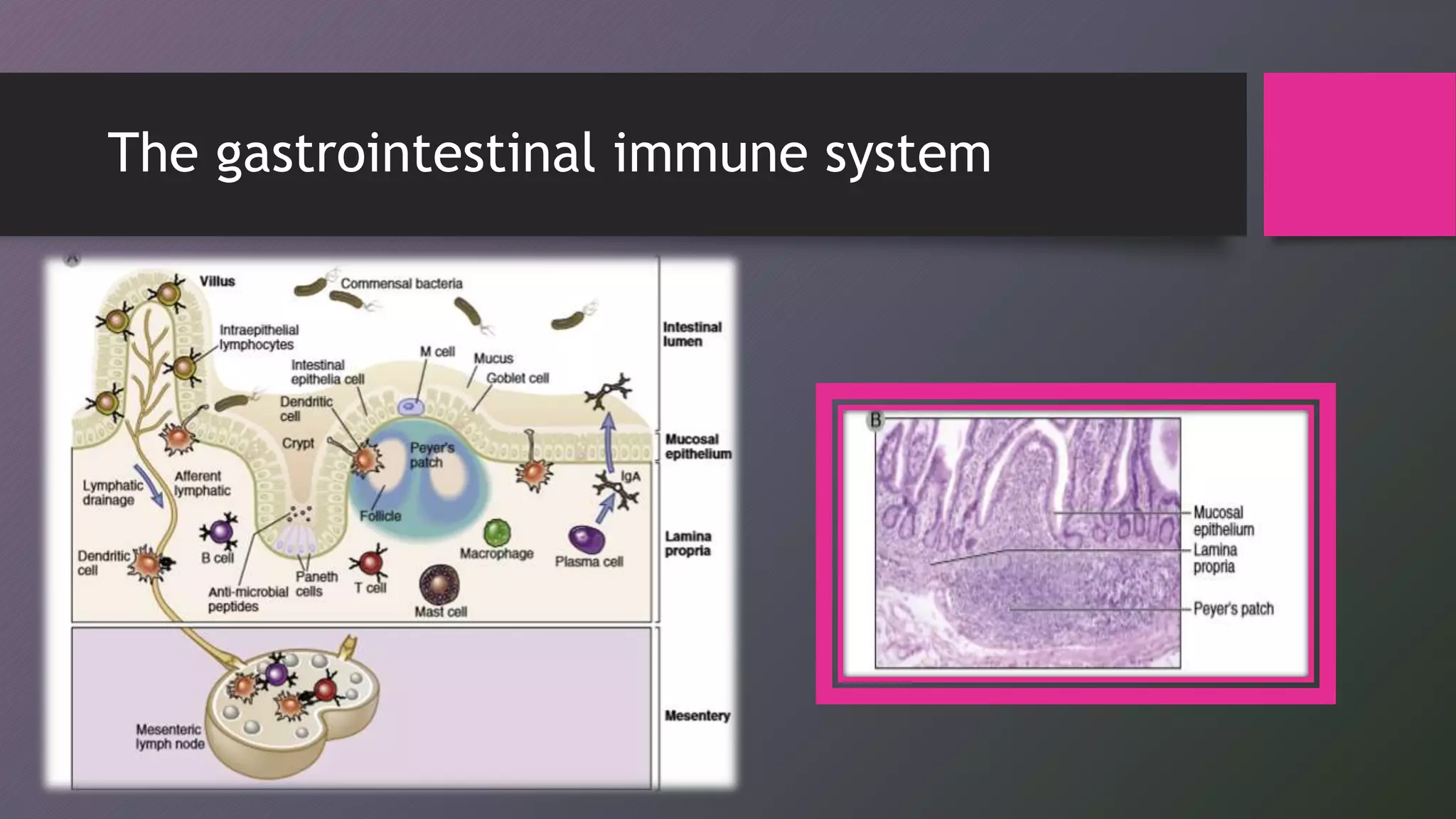 Immunity in the gastrointestinal system | PPTX