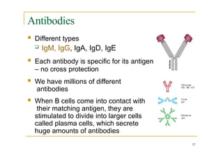 Antibodies
17
 Different types
 IgM, IgG, IgA, IgD, IgE
 Each antibody is specific for its antigen
– no cross protection
 We have millions of different
antibodies
 When B cells come into contact with
their matching antigen, they are
stimulated to divide into larger cells
called plasma cells, which secrete
huge amounts of antibodies
 