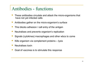 Antibodies - functions
18
 These antibodies circulate and attack the micro-organisms that
have not yet infected cells
 Antibodies gather on the micro-organism’s surface
 This blocks adhesion / cell entry of the antigen
 Neutralises and prevents organism’s replication
 Signals (cytokines) macrophages and other wbcs to come
 Kills organism via complement proteins – lysis
 Neutralises toxin
 Goal of vaccines is to stimulate this response
 