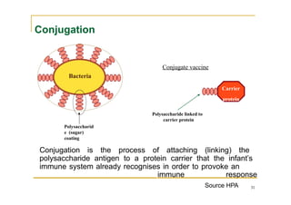 Carrier
protein
Polysaccharide linked to
carrier protein
Conjugate vaccine
Bacteria
Polysaccharid
e (sugar)
coating
Conjugation
Conjugation is the process of attaching (linking) the
polysaccharide antigen to a protein carrier that the infant’s
immune system already recognises in order to provoke an
immune response
Source HPA 31
 