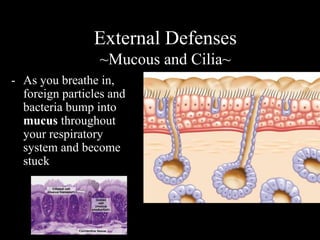External Defenses 
~Mucous and Cilia~ 
- As you breathe in, 
foreign particles and 
bacteria bump into 
mucus throughout 
your respiratory 
system and become 
stuck 
 