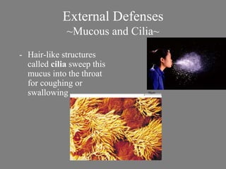 External Defenses 
~Mucous and Cilia~ 
- Hair-like structures 
called cilia sweep this 
mucus into the throat 
for coughing or 
swallowing 
 