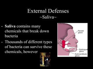 External Defenses 
~Saliva~ 
- Saliva contains many 
chemicals that break down 
bacteria 
- Thousands of different types 
of bacteria can survive these 
chemicals, however 
 