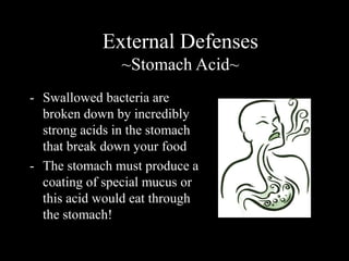 External Defenses 
~Stomach Acid~ 
- Swallowed bacteria are 
broken down by incredibly 
strong acids in the stomach 
that break down your food 
- The stomach must produce a 
coating of special mucus or 
this acid would eat through 
the stomach! 
 