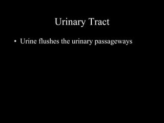 Urinary Tract 
• Urine flushes the urinary passageways 
 