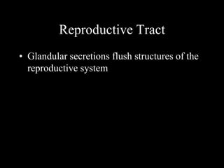Reproductive Tract 
• Glandular secretions flush structures of the 
reproductive system 
 