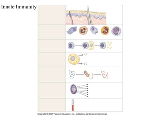 Innate Immunity 
 