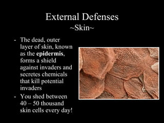 External Defenses 
~Skin~ 
- The dead, outer 
layer of skin, known 
as the epidermis, 
forms a shield 
against invaders and 
secretes chemicals 
that kill potential 
invaders 
- You shed between 
40 – 50 thousand 
skin cells every day! 
 