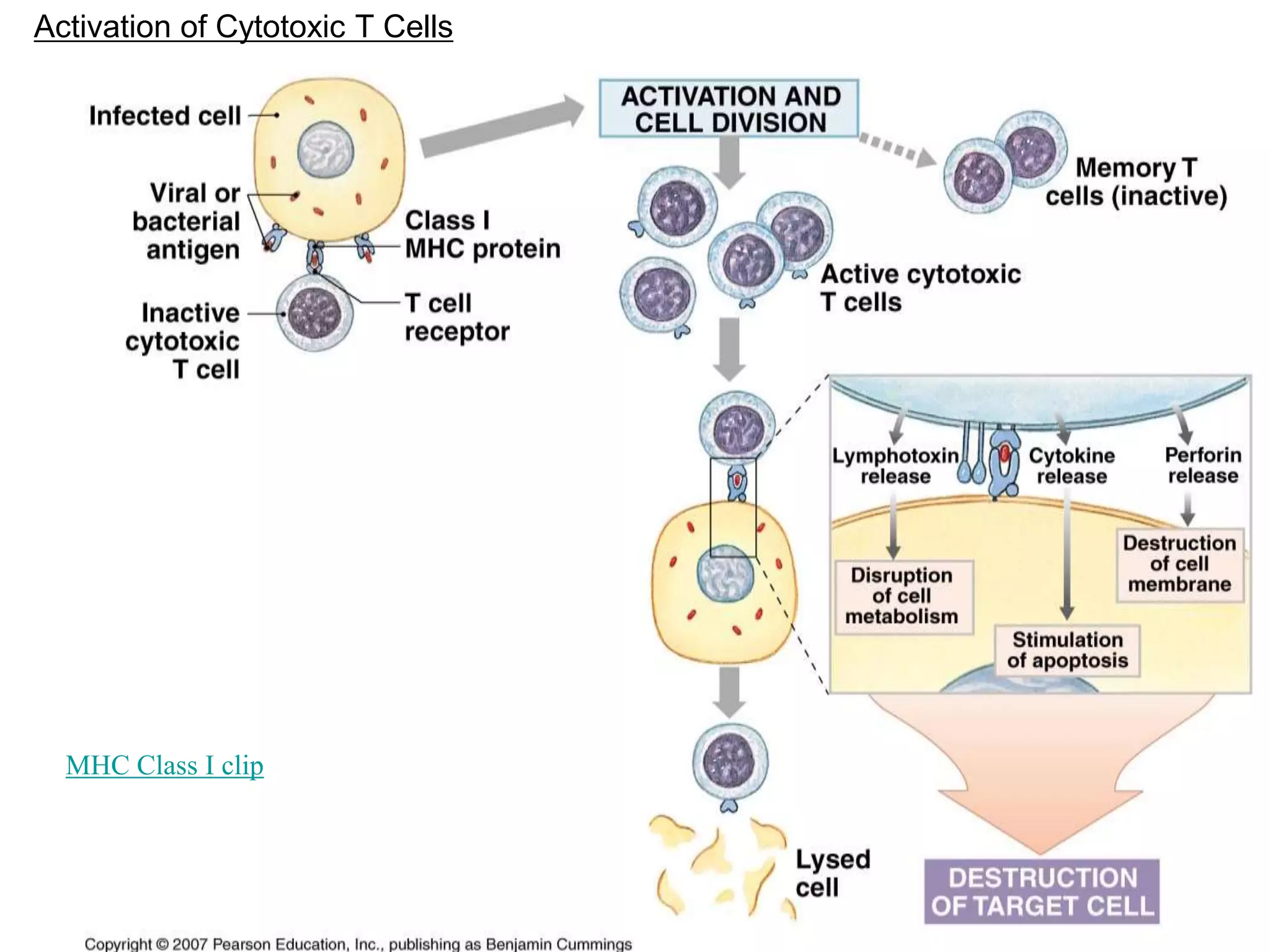 Activation of Cytotoxic T Cells 
MHC Class I clip 
 