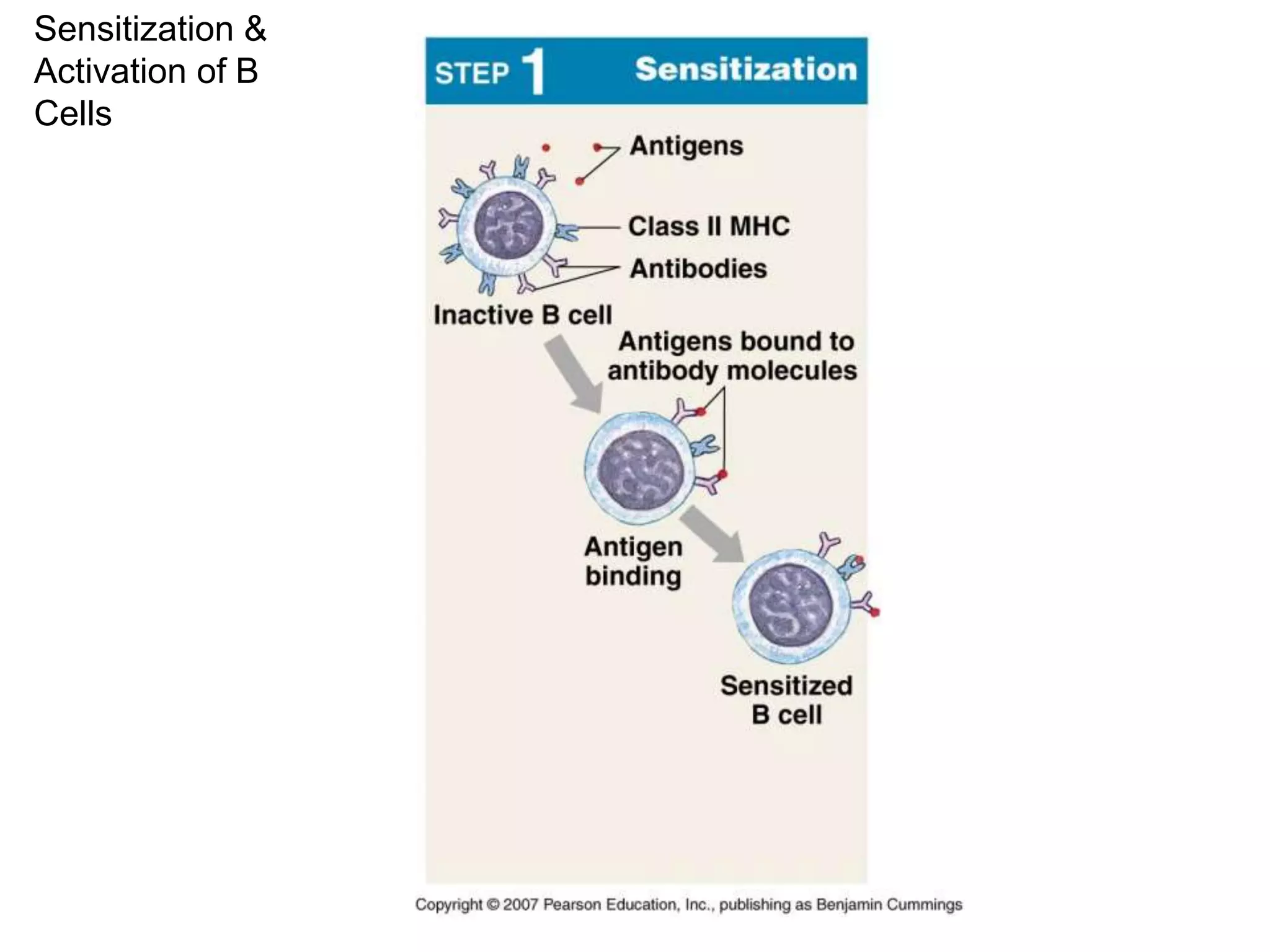 Sensitization & 
Activation of B 
Cells 
 