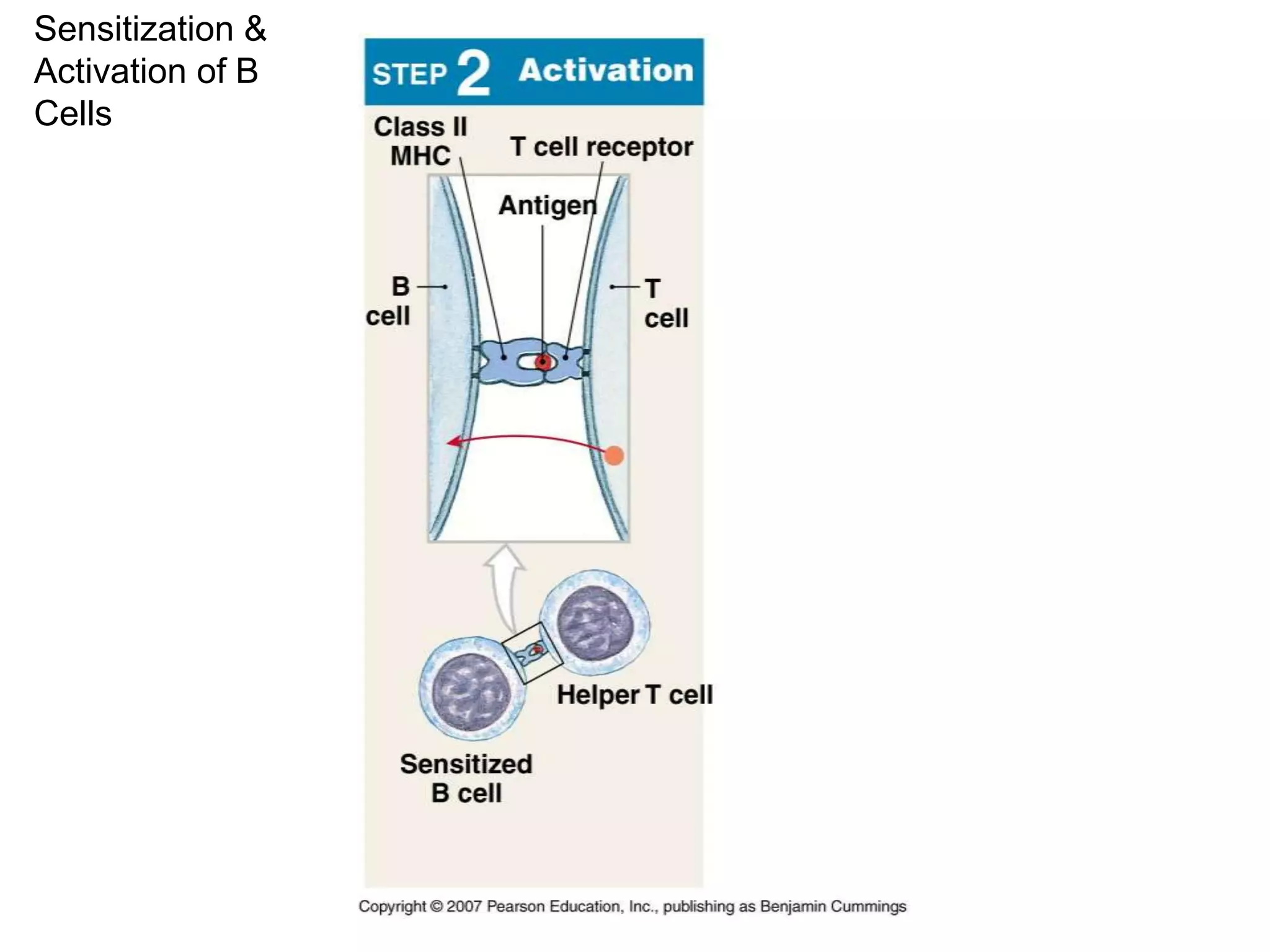 Sensitization & 
Activation of B 
Cells 
 