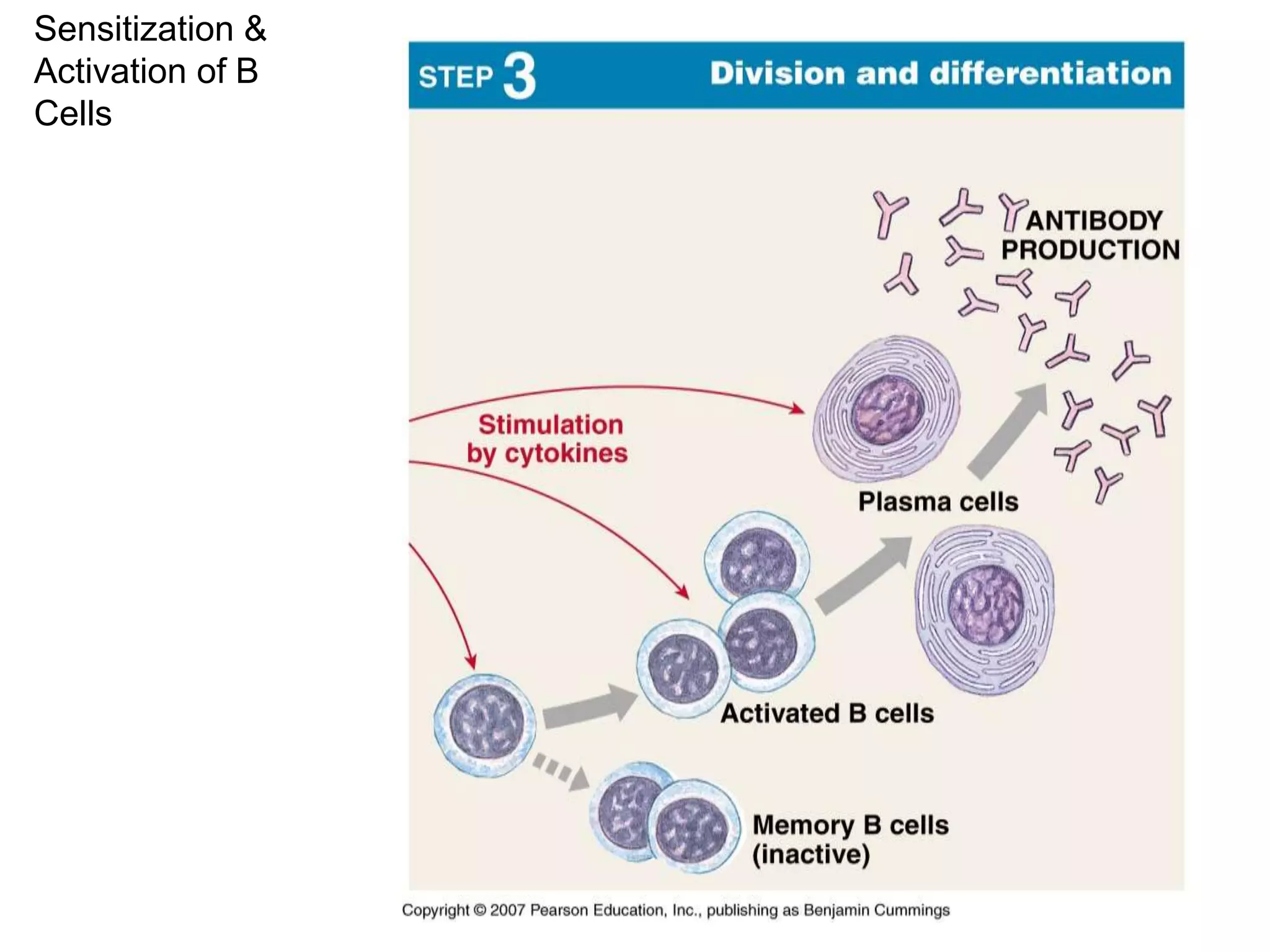 Sensitization & 
Activation of B 
Cells 
 