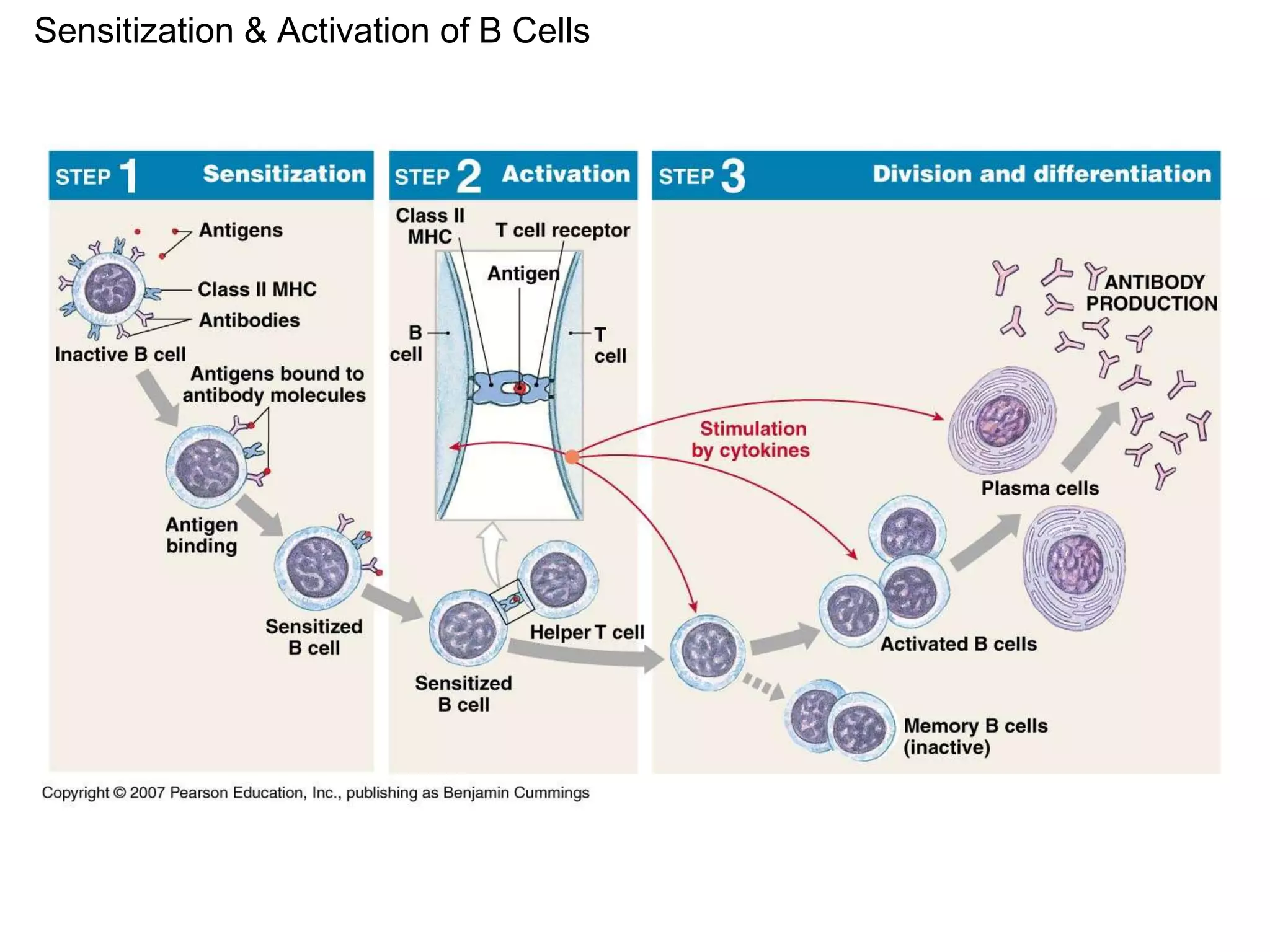 Sensitization & Activation of B Cells 
 