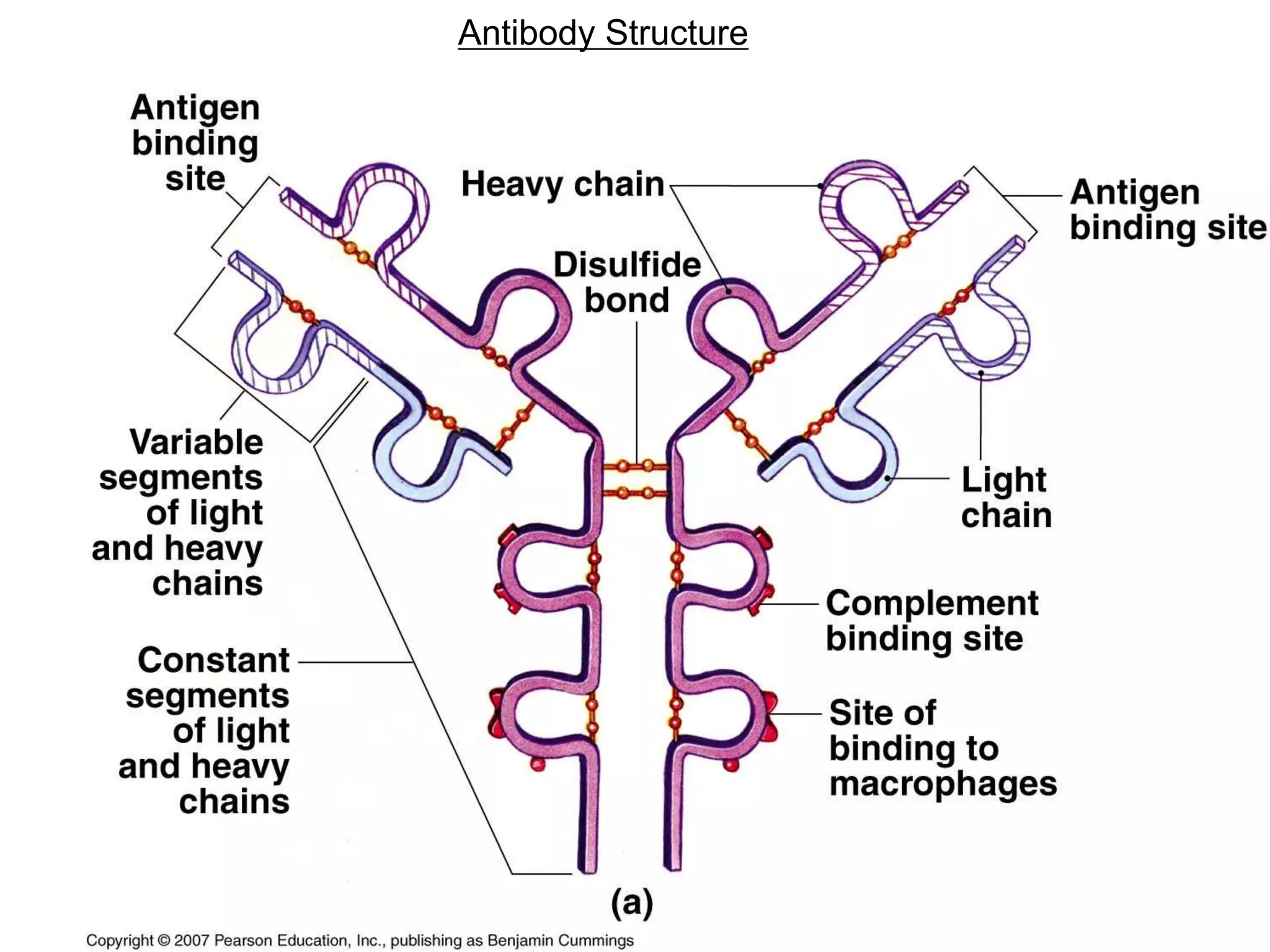 Antibody Structure 
 