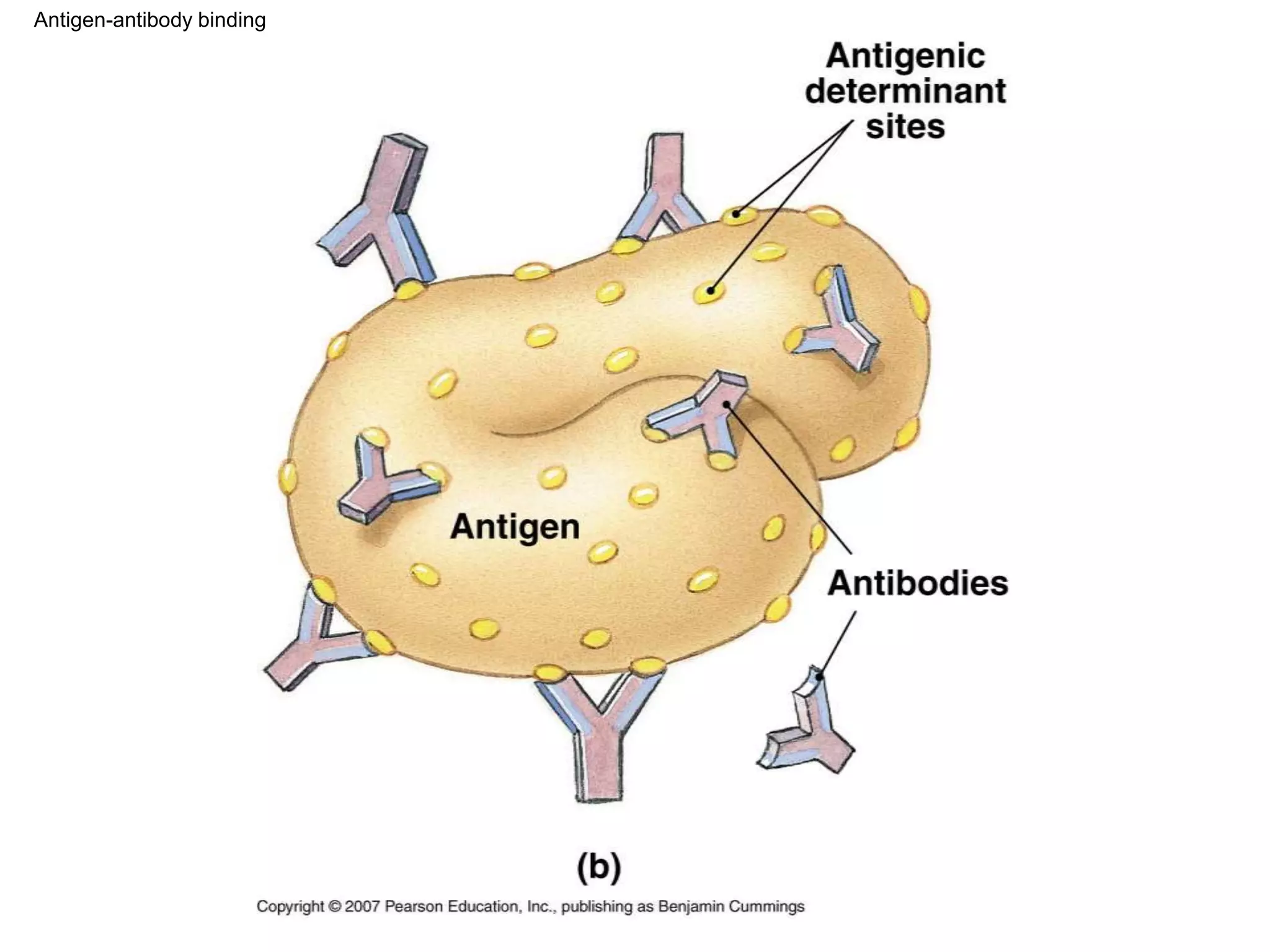 Antigen-antibody binding 
 