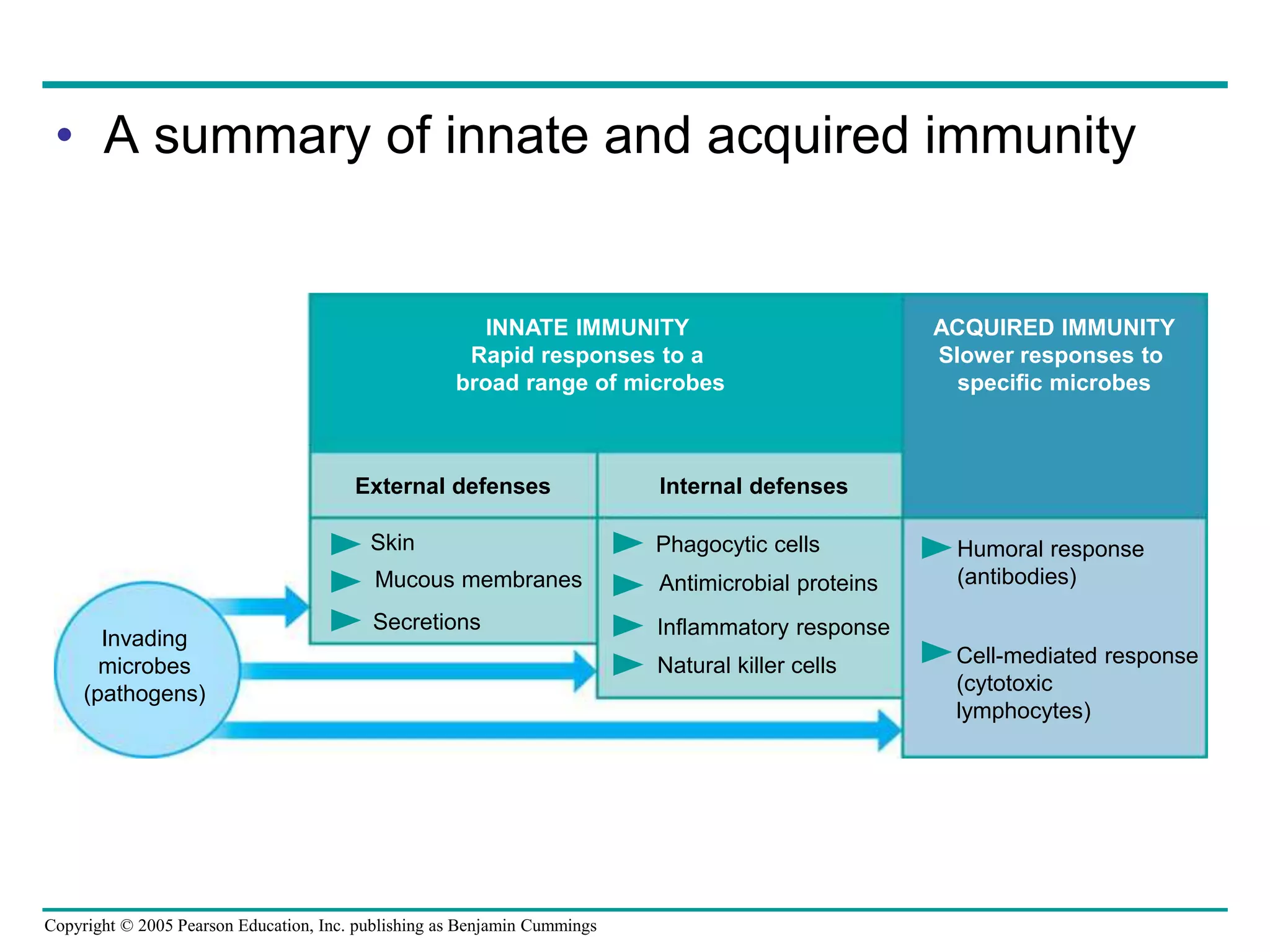 • A summary of innate and acquired immunity 
INNATE IMMUNITY 
Rapid responses to a 
broad range of microbes 
Copyright © 2005 Pearson Education, Inc. publishing as Benjamin Cummings 
ACQUIRED IMMUNITY 
Slower responses to 
specific microbes 
External defenses Internal defenses 
Skin 
Mucous membranes 
Secretions 
Phagocytic cells 
Antimicrobial proteins 
Inflammatory response 
Natural killer cells 
Humoral response 
(antibodies) 
Cell-mediated response 
(cytotoxic 
lymphocytes) 
Invading 
microbes 
(pathogens) 
 