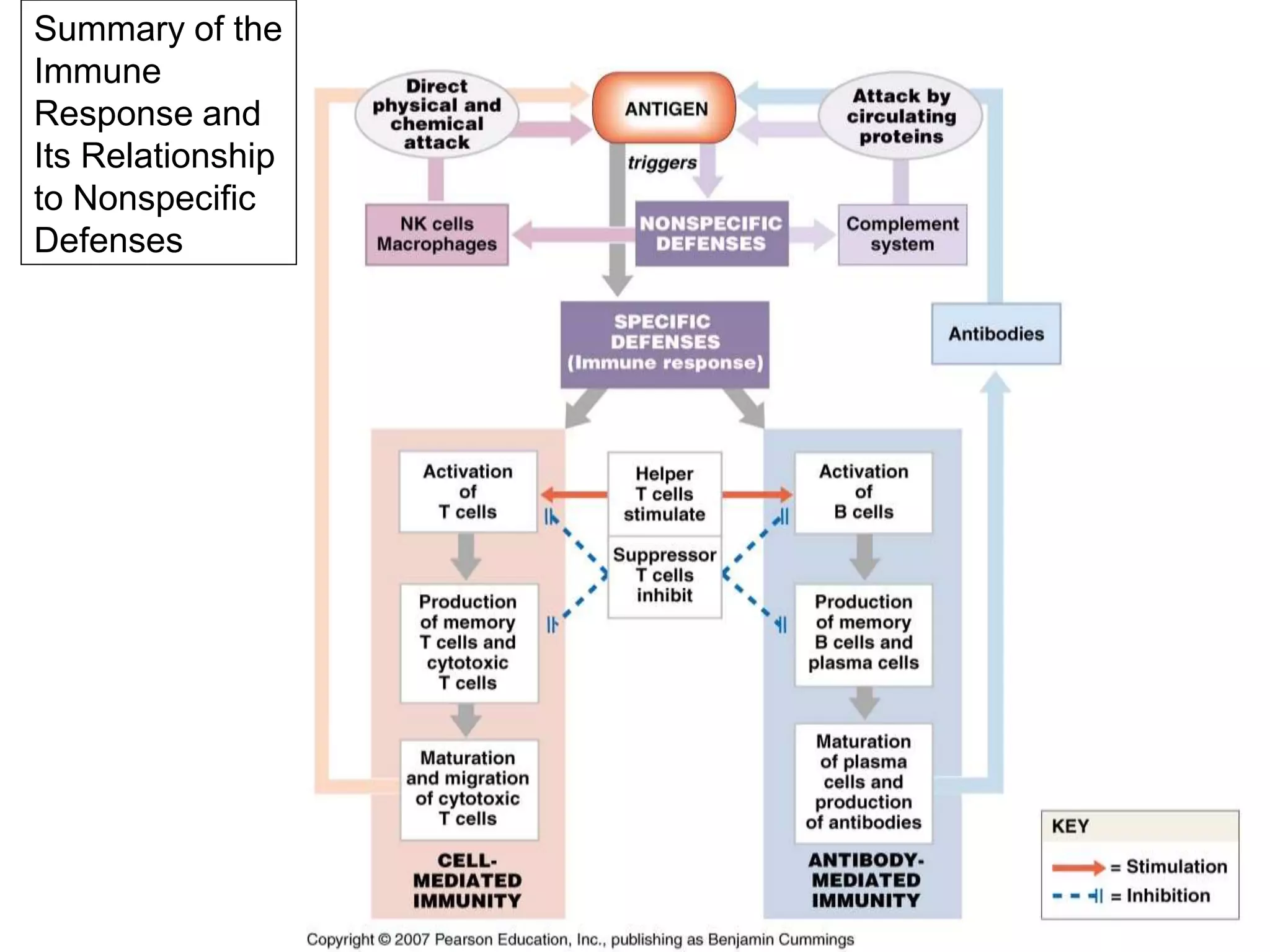Summary of the 
Immune 
Response and 
Its Relationship 
to Nonspecific 
Defenses 
 