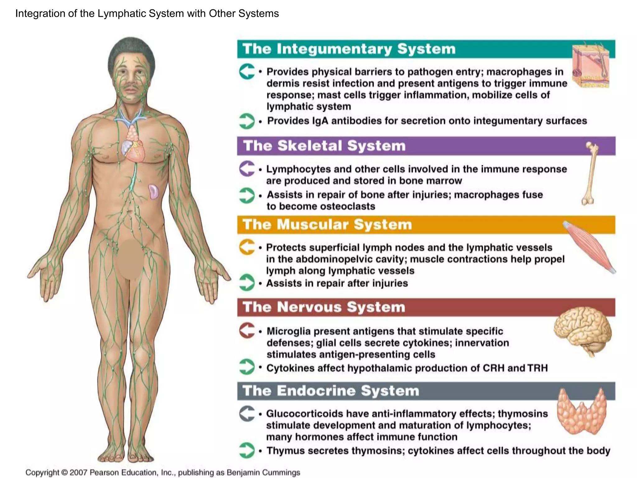 Integration of the Lymphatic System with Other Systems 
 