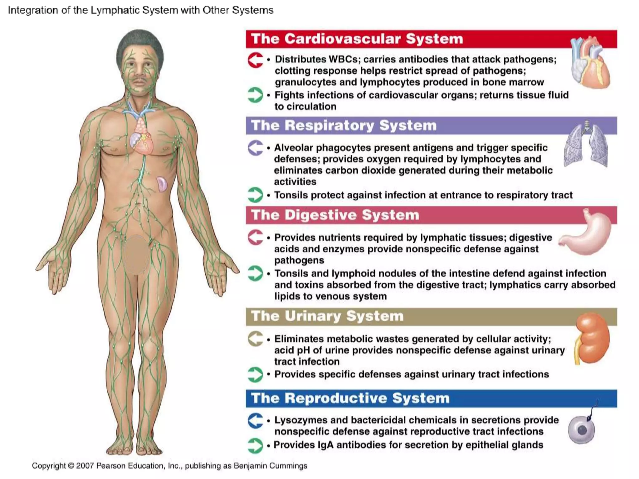 Immunity part iv acquired immunity