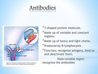 *Y-shaped protein molecule.
*Made up of variable and constant
regions.
*Made up of heavy and light chains.
*Produced by B-lymphocytes .
*Function; recognize antigens, bind to
and deactivate them.
Note-variable region
recognize the antibodies
 