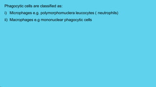 Phagocytic cells are classified as:
i) Microphages e.g. polymorphomuclera leucocytes ( neutrophils)
ii) Macrophages e.g mononuclear phagocytic cells
 