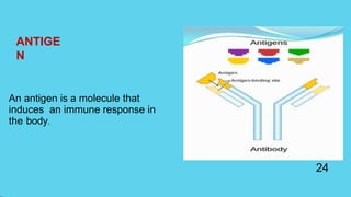 ANTIGE
N
An antigen is a molecule that
induces an immune response in
the body.
24
 