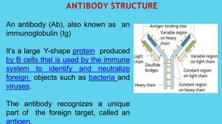 ANTIBODY STRUCTURE
An antibody (Ab), also known as an
immunoglobulin (Ig)
It’s a large Y-shape protein produced
by B cells that is used by the immune
system to identify and neutralize
foreign objects such as bacteria and
viruses.
The antibody recognizes a unique
part of the foreign target, called an
antigen.
 