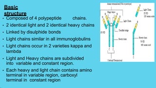 Basic
structure
• Composed of 4 polypeptide chains.
• 2 identical light and 2 identical heavy chains
• Linked by disulphide bonds
• Light chains similar in all immunoglobulins
• Light chains occur in 2 varieties kappa and
lambda
• Light and Heavy chains are subdivided
into variable and constant region.
• Each heavy and light chain contains amino
terminal in variable region, carboxyl
terminal in constant region
 