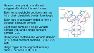 • Heavy chains are structurally and
antigenically distinct for each class
• Each immunoglobulin peptide chain has
intra chain disulphide bonds- form loops
• Each loop is compactly folded to form a
globular structure-domain
• Light chain contains a single variable
domain (VL) and a single constant
domain (CL).
• Heavy chain contains one variable domain
(VH) and 3 constant domains (CH1, CH2,
CH3)
• Hinge region is the segment in heavy
chain - between CH1, CH2
 