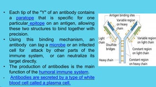• Each tip of the "Y" of an antibody contains
a paratope that is specific for one
particular epitope on an antigen, allowing
these two structures to bind together with
precision.
• Using this binding mechanism, an
antibody can tag a microbe or an infected
cell for attack by other parts of the
immune system, or can neutralize its
target directly.
• The production of antibodies is the main
function of the humoral immune system.
• Antibodies are secreted by a type of white
blood cell called a plasma cell.
 