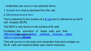 • Antibodies can occur in two physical forms
1. Soluble form that is secreted from the cell,
2. Membrane-bound form
That is attached to the surface of a B cell and is referred to as the B
cell receptor (BCR).
The BCR is only found on the surface of B cells
Facilitates the activation of these cells and their
subsequent
differentiation into either antibody factories called
plasma
cells or memory B cells
That will survive in the body and remember that same antigen so
the B cells can respond faster upon future exposure.
 